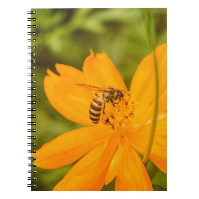 Cuaderno Abejorro en una Cosmos de Azufre (Frente)