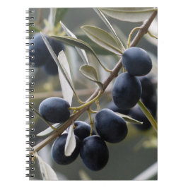 Cuaderno Aceitunas maduras en la rama de los olivos