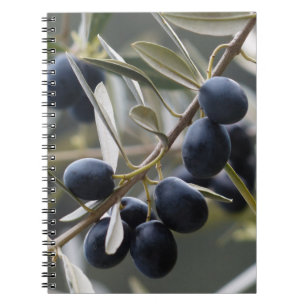 Cuaderno Aceitunas maduras en la rama de los olivos