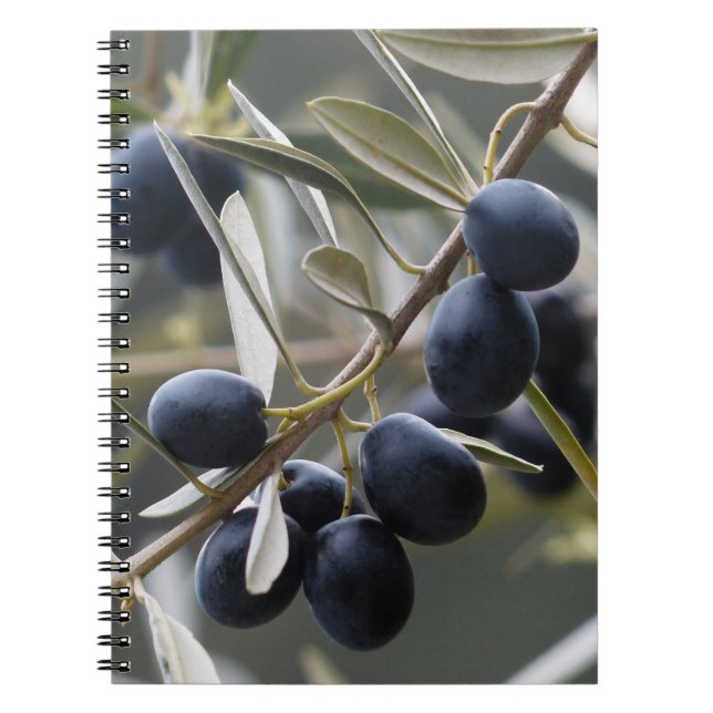 Cuaderno Aceitunas maduras en la rama de los olivos (Frente)