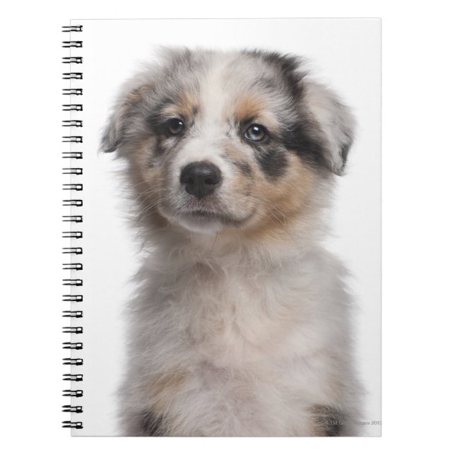 Cuaderno Acercamiento de la cachorra de Blue Merle Australi (Frente)