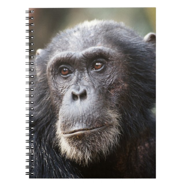 Cuaderno Acercamiento del chimpancé masculino (Frente)