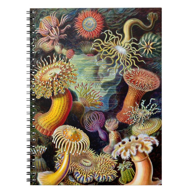 Cuaderno Actiniae de Ernst Haeckel Notebook (Frente)