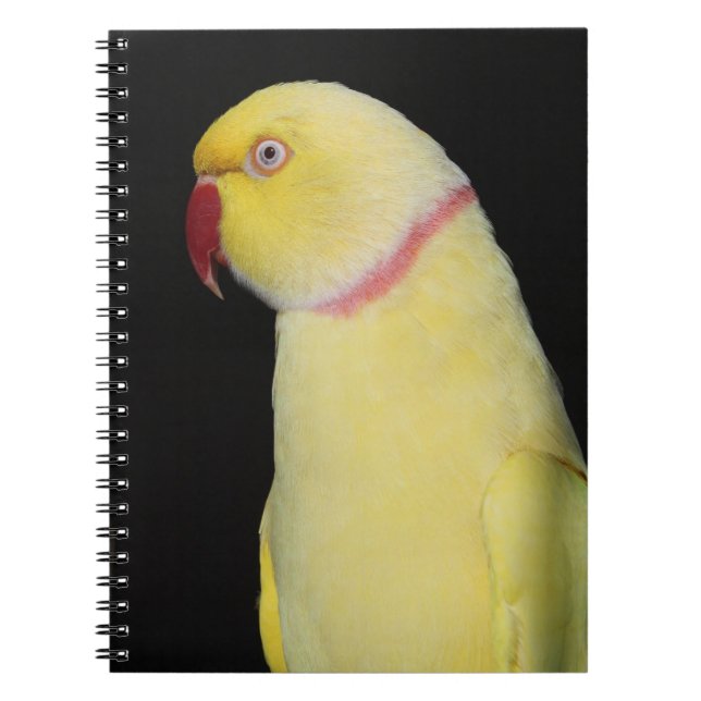 Cuaderno Actitud del Parakeet de Ringneck del indio de (Frente)