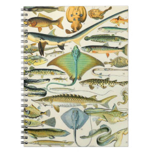 Cuaderno Adolphe Millot B
