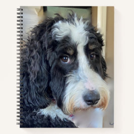 Cuaderno Adorable Bernedoodle