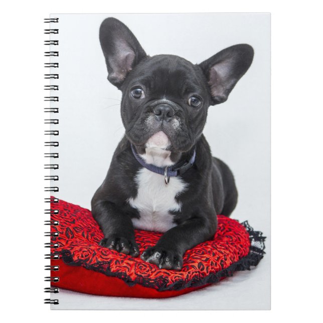 Cuaderno Adorable foto de porcino de Bulldog blanco y negro (Frente)