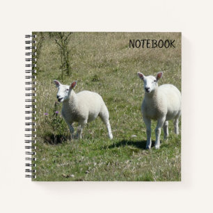 Cuaderno Adorables Lambs Lundy Island