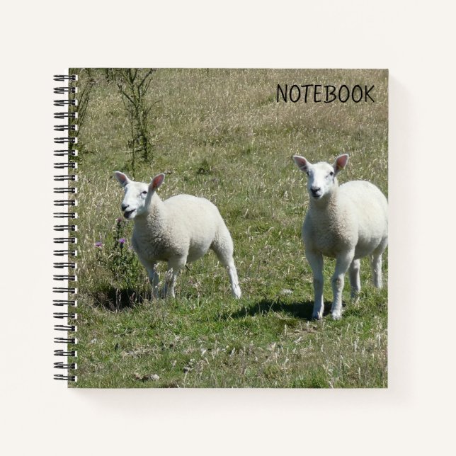 Cuaderno Adorables Lambs Lundy Island (Anverso)