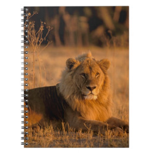 Cuaderno África, Botsuana, Delta del Okavango. León (Panthe
