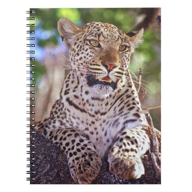 Cuaderno África, Botsuana, Delta del Okvango, leopardo salv (Frente)