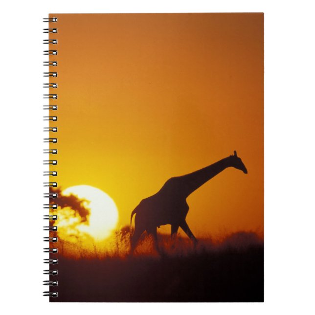 Cuaderno África, Botsuana, Parque Nacional Chobe, Jirafa 2 (Frente)