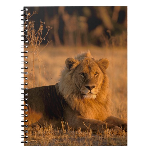 Cuaderno África, Botswana, Delta del Okavango. León (Panthe (Frente)