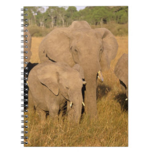 Cuaderno África, Kenia, Masai Mara. Elefante africano