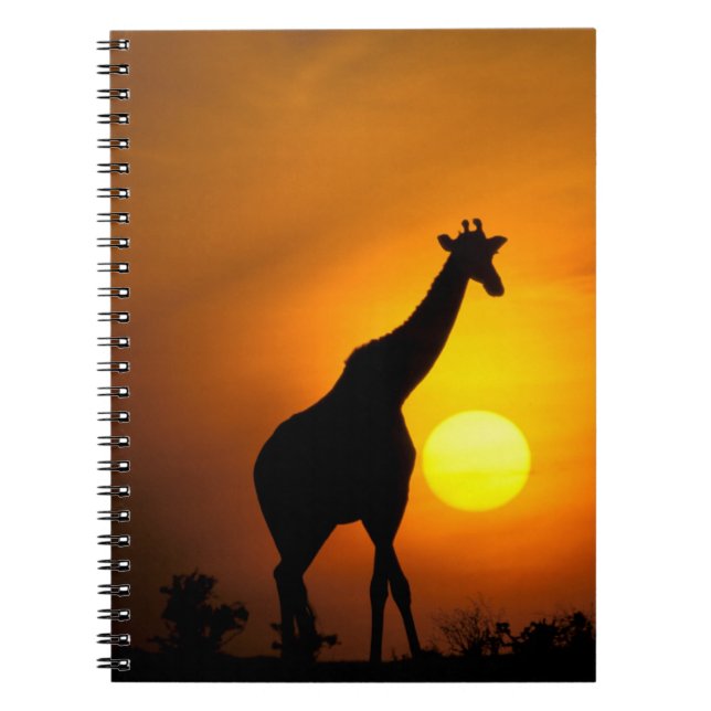 Cuaderno África, Kenia, Masai Mara. Giraffe (Giraffe) (Frente)