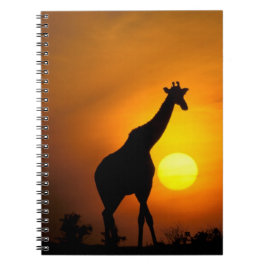 Cuaderno África, Kenia, Masai Mara. Jirafa (Giraffa