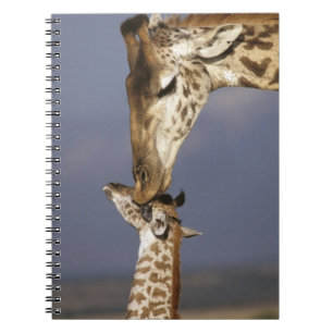 Cuaderno África, Kenia, Masai Mara. Jirafas (Giraffa