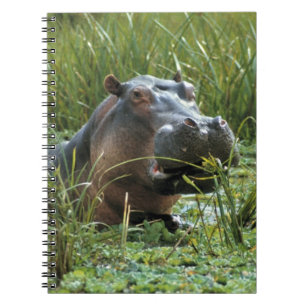 Cuaderno África, Kenia, Masai Mara NR. Una madre hipopótamo