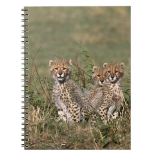 Cuaderno África; Kenia; Masai Mara; Tres cachorros de guepa