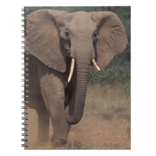 Cuaderno África, Kenia, Nanyuki, Mpala. Elefante africano.