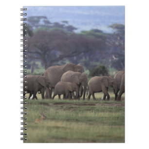 Cuaderno África, Kenia, Parque Nacional de Amboseli. Africa