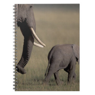 Cuaderno África, Kenia, Parque Nacional de Amboseli. Africa