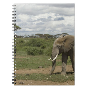 Cuaderno África, Kenia, Parque Nacional de Amboseli, elefan