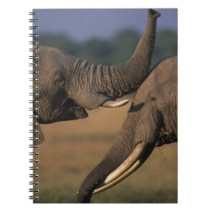 Cuaderno África, Kenia, Reserva de caza Masai Mara, Dos tor