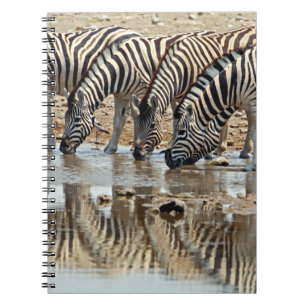 Cuaderno África, Namibia, Parque Nacional Etosha. Cebra de