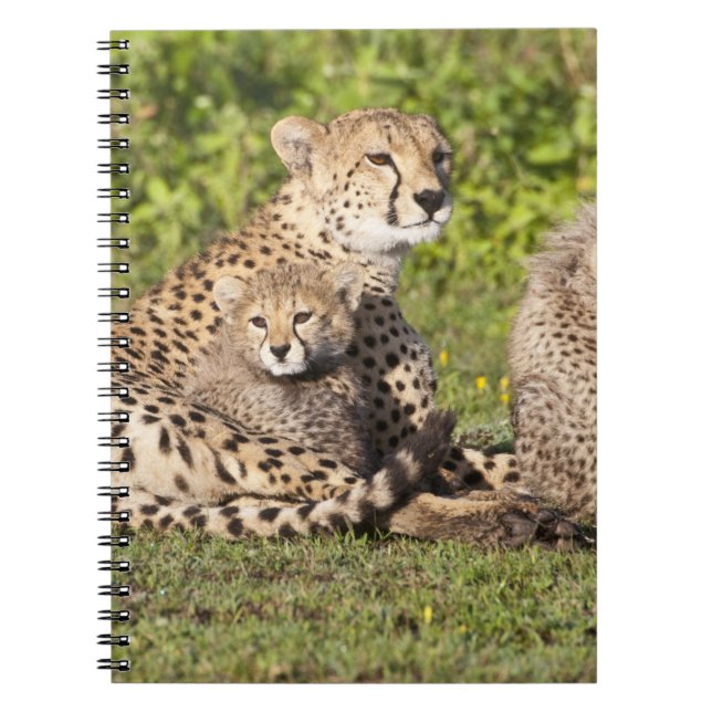 Cuaderno África. Tanzania. Madre y cachorros chitas 2 (Frente)