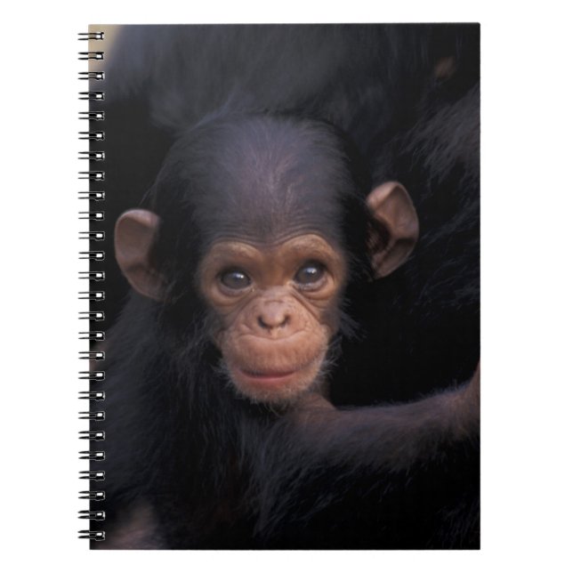 Cuaderno África, Tanzania, Parque Gombe Nat'l (Frente)