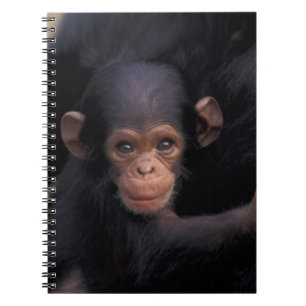 Cuaderno África, Tanzania, Parque Nacional Gombe