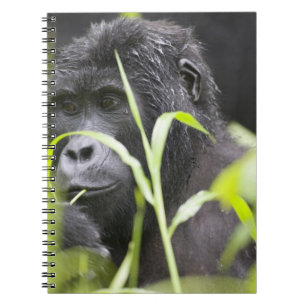 Cuaderno África Uganda, Bwindi