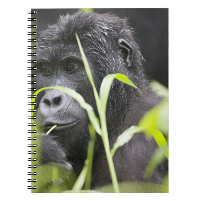 Cuaderno África Uganda, Bwindi (Frente)