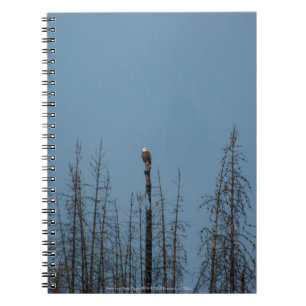 Cuaderno Águila calva americana 8974