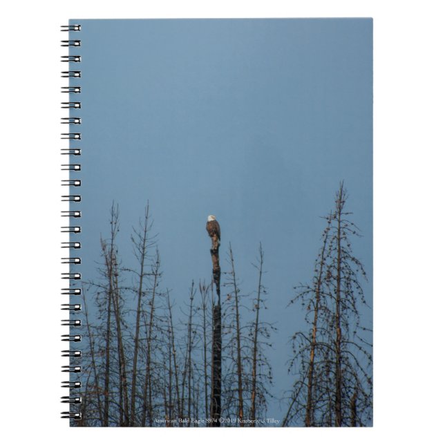 Cuaderno Águila calva americana 8974 (Frente)