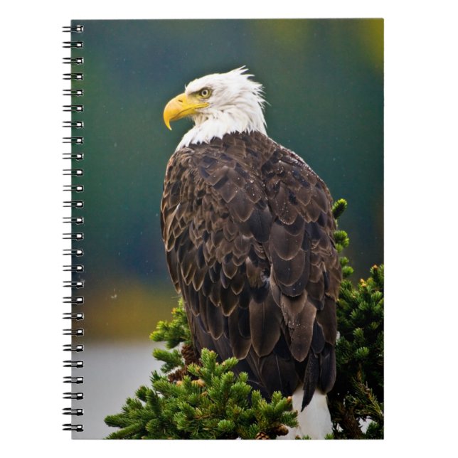 Cuaderno Águila calva americana encaramada (Frente)