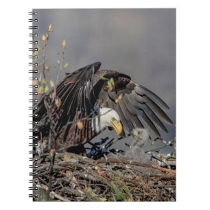 Cuaderno Águila calva con su bebé