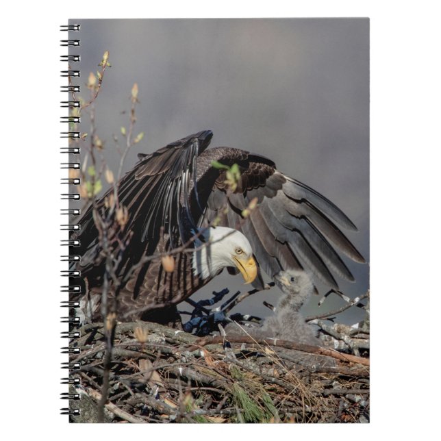 Cuaderno Águila calva con su bebé (Frente)