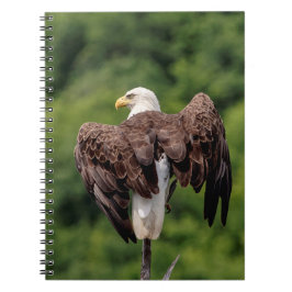 Cuaderno Águila calva en una rama