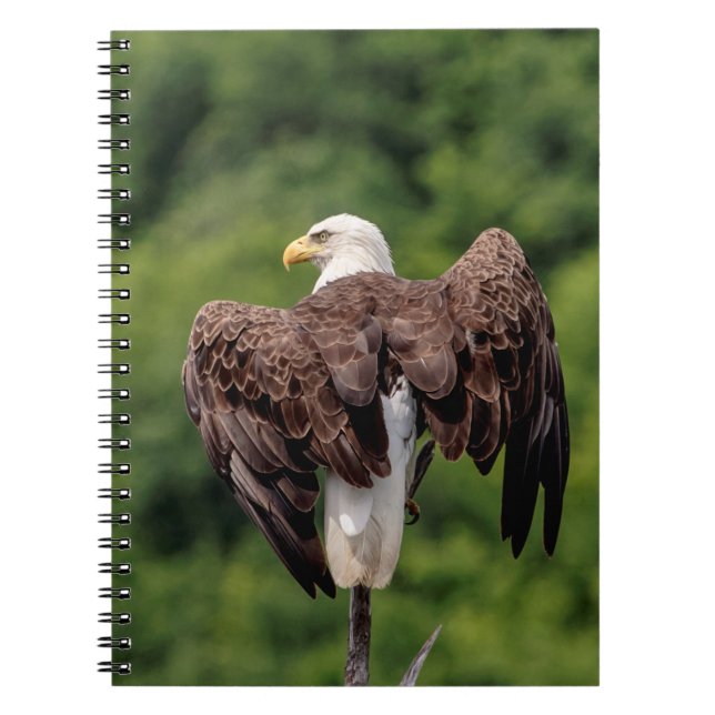 Cuaderno Águila calva en una rama (Frente)