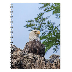 Cuaderno Águila calva en una rama de árbol