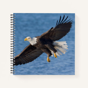 Cuaderno Águila calva en vuelo