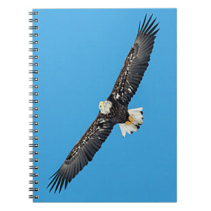 Cuaderno Águila calva en vuelo