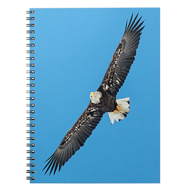 Cuaderno Águila calva en vuelo (Frente)