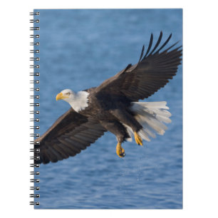 Cuaderno Águila calva en vuelo