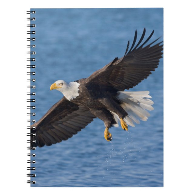 Cuaderno Águila calva en vuelo (Frente)