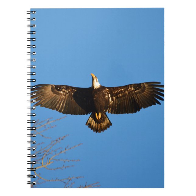 Cuaderno Águila Calva en Vuelo1 (Frente)