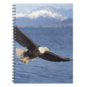 Cuaderno águila calva, Haliaeetus leucocephalus, en vuelo 4