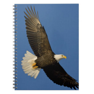 Cuaderno Águila calva, Haliaeetus leucocephalus, Homer,